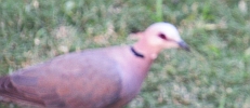 Dove